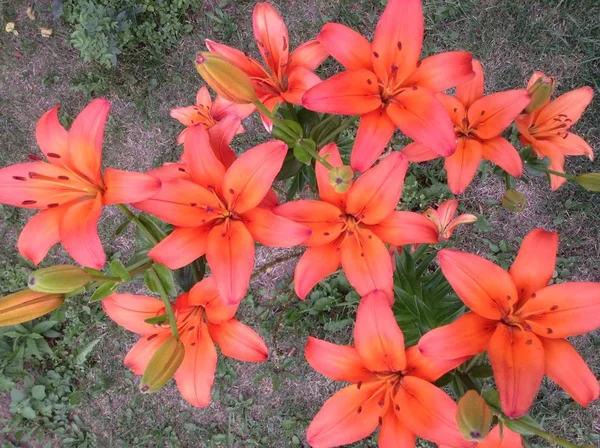 Spring holiday - spring landscape - flower landscape - A few bright orange lilies blooming against the grass in the garden in summer