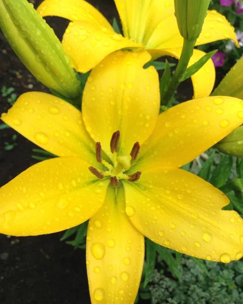 Spring holiday - spring landscape - flower landscape - A large beautiful yellow bright Lily in water drops after rain on a background of green leaves blooms in the garden in summer