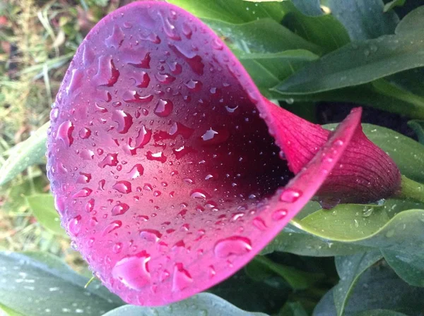 Spring holiday - spring landscape - flower landscape - Beautiful flower-purple large Calla with water drops after rain on the background of green leaves in the garden in summer