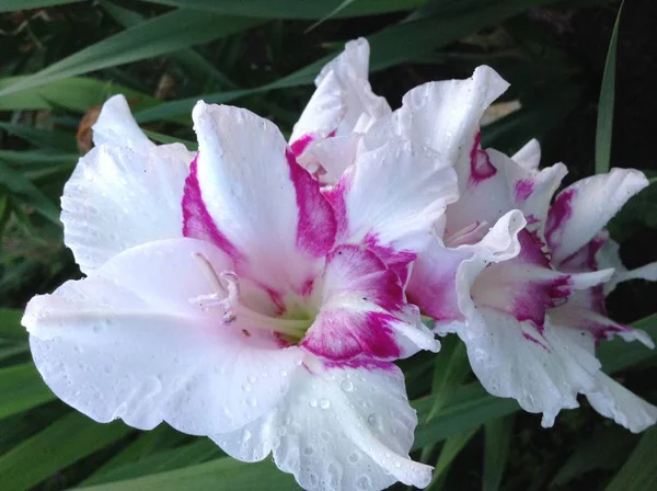 Frühlingsferien Frühlingslandschaft Blumenlandschaft Schöne Zarte Weiß Lila Gladiolen Wassertropfen Nach — Stockfoto