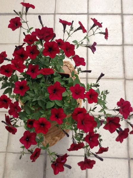 Bloemenlandschap Het Voorjaar Helder Rood Mooie Petunia Bloem Bloeit Een — Stockfoto