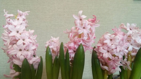 Bloemenlandschap Voorjaar Landschap Voorjaarsvakantie Mooie Roze Hyacint Bloemen Bloeien — Stockfoto