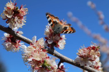 Çiçekteki kelebek ve mavi gökyüzü