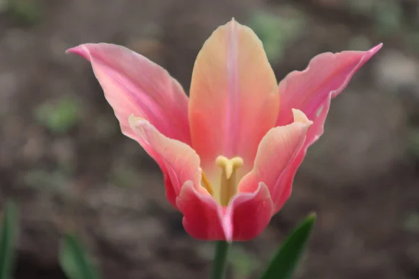 Hermosa Flor Rosa Amarilla Tulip Paisaje Primavera Floral — Foto de Stock