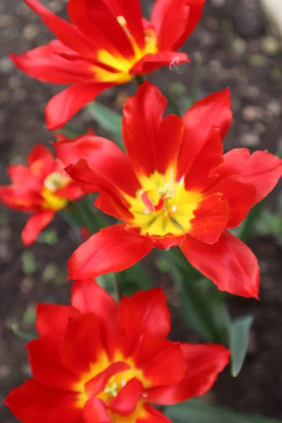 Schöne Rote Tulpen Blühen Frühling Auf Grünem Blattgrund Florale Frühlingslandschaft — Stockfoto