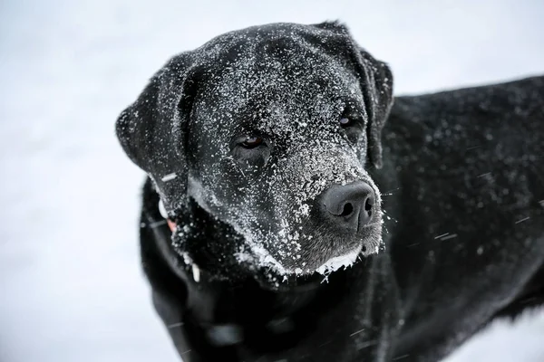 Labrador Negro Nieve —  Fotos de Stock