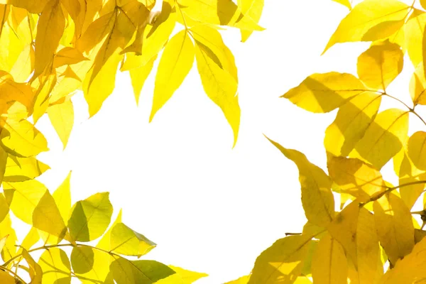 Κίτρινα Και Καφέ Φθινοπωρινά Φύλλα Ένα Κλαδί Δέντρου Λευκό Απομονωμένο — Φωτογραφία Αρχείου