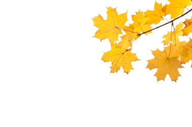 Sarı ve kahverengi sonbahar yaprakları beyaz izole bir zemin üzerinde bir ağaç dalında. Metin için yer