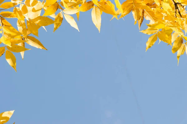 Yellow Autumn Leaves Tree Branch Blue Sky Place Text — Stock Photo, Image