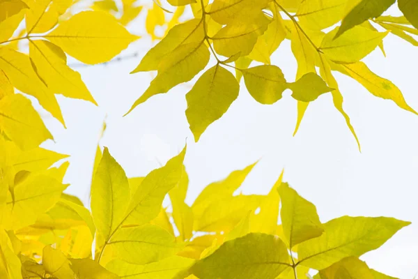 Foglie Autunnali Gialle Marroni Ramo Albero Uno Sfondo Bianco Isolato — Foto Stock