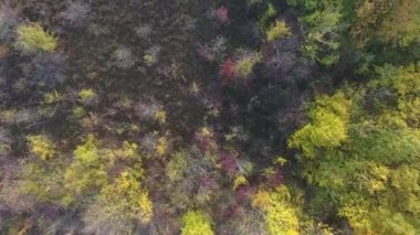 Sonbahar ormanlarının havadan görünüşü, renkli ağaçlar