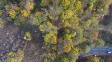 Sonbahar ormanlarının havadan görünüşü, renkli ağaçlar