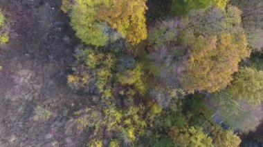 Sonbahar ormanlarının havadan görünüşü, renkli ağaçlar