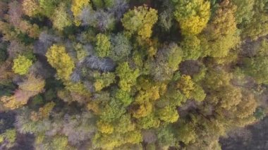 Sonbahar ormanlarının havadan görünüşü, renkli ağaçlar