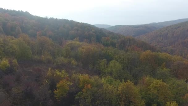 Vista Aérea Del Bosque Otoño Árboles Coloridos — Vídeo de stock