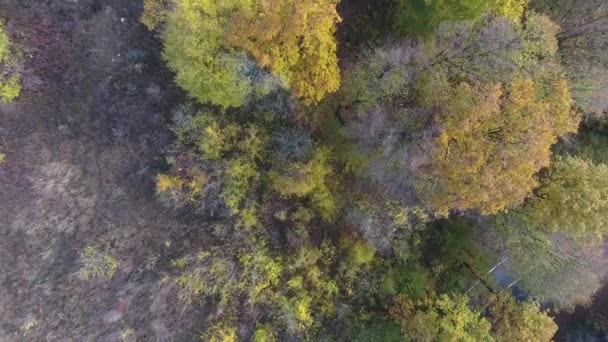 Luchtfoto Van Herfstbos Kleurrijke Bomen — Stockvideo