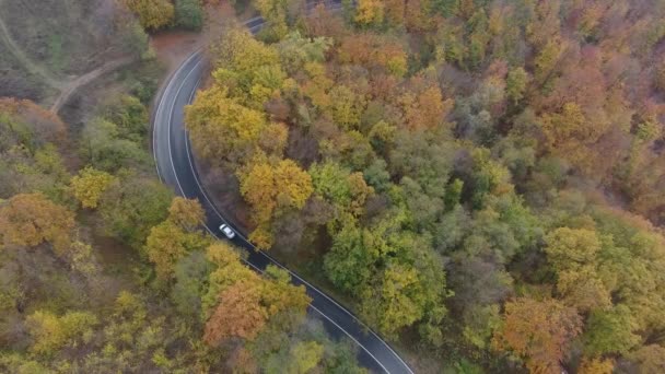 Luchtfoto Van Weg Uit Het Bos Herfst Seizoen Prachtige Kleurrijke — Stockvideo