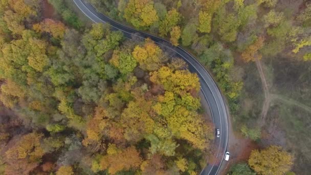 Luchtfoto Van Weg Uit Het Bos Herfst Seizoen Prachtige Kleurrijke — Stockvideo