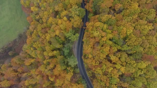 Luchtfoto Van Weg Uit Het Bos Herfst Seizoen Prachtige Kleurrijke — Stockvideo