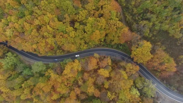 Letecký Pohled Cestu Lesa Podzimní Sezóna Krásná Barevná Krajina — Stock video