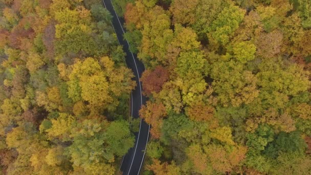 Letecký Pohled Cestu Lesa Podzimní Sezóna Krásná Barevná Krajina — Stock video