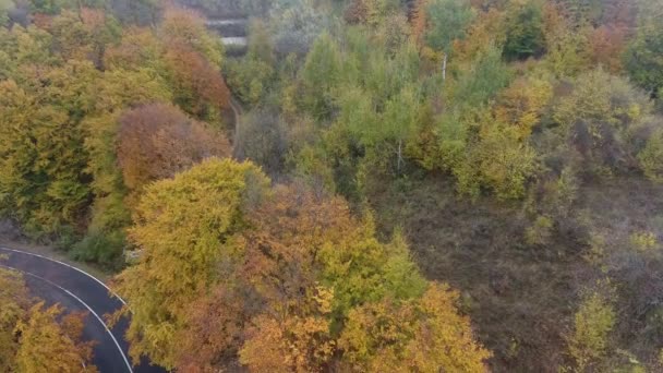 Вид Воздуха Дорогу Леса Осенний Сезон Красивый Красочный Пейзаж — стоковое видео