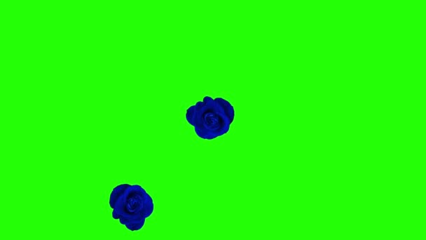Group Blue Roses Spinning Moving Green Screen Transition — Stock Video