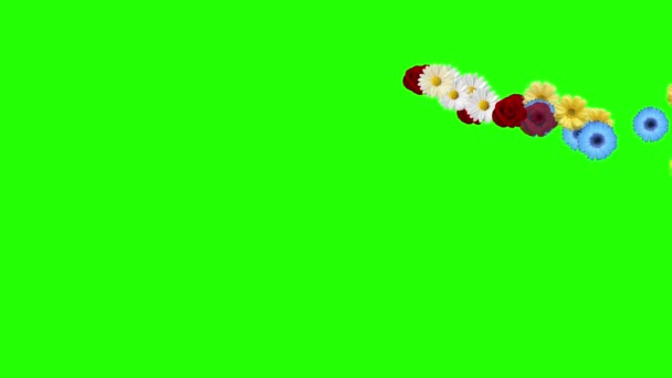 Group Flower Bloom Animation Green Screen — Stock Video