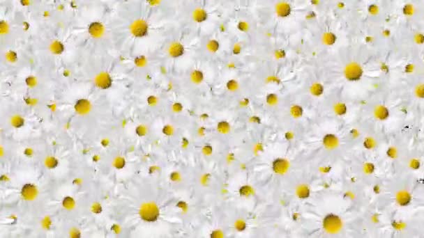 Flores Decoração Fundo Animação — Vídeo de Stock