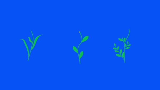 Animación Flores Planas Clave Croma Pantalla Azul — Vídeo de stock