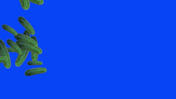 黄瓜动画组 可编辑背景 蓝屏彩色键 — 图库视频影像