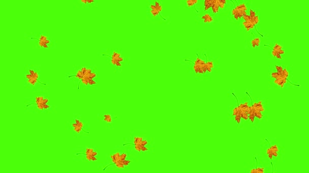 Осенние Листья Падают Петля Зеленый Экран Хрома Ключ — стоковое видео