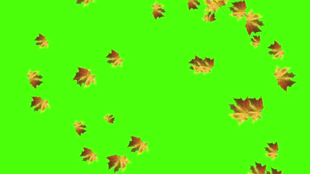 Φύλλα Φθινοπώρου Που Πέφτουν Βρόχο Πράσινο Χρώμα Οθόνης — Αρχείο Βίντεο