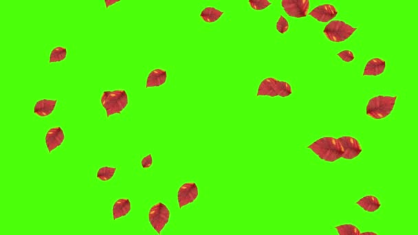 Herbst Blätter Fallenden Schleife Grüner Bildschirm Chroma Taste — Stockvideo