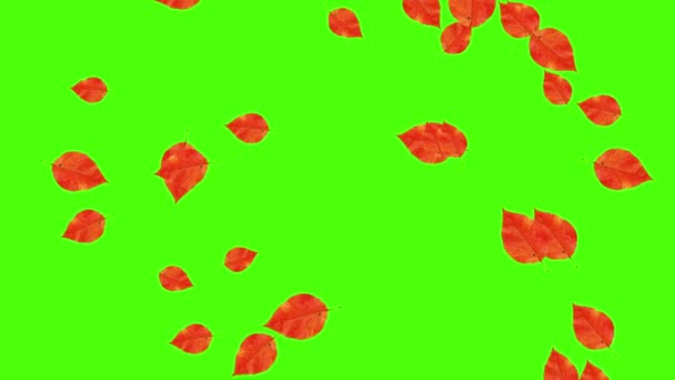 秋天落叶回旋 绿色屏色键 — 图库视频影像