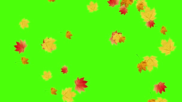 Őszi Levelek Hulló Hurok Zöld Képernyő Chroma Kulcs — Stock videók
