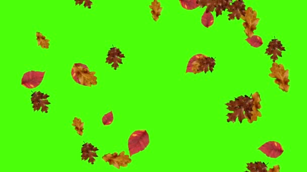 Autunno Foglie Che Cadono Ciclo Chiave Cromatica Schermo Verde — Video Stock