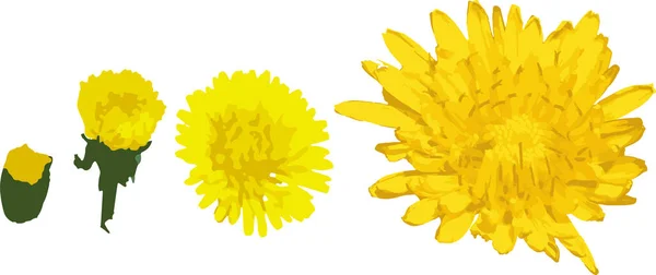 Taraxacum Officinale Gelbes Blütenset Von Der Kleinen Zur Größeren Vektorillustration — Stockvektor