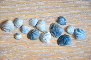 Açık arkaplanda güzel bir deniz kabuğu.