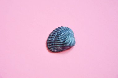 Pembe arka planda deniz kabuğu.