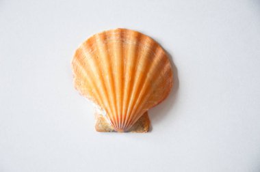 Açık arkaplanda güzel bir deniz kabuğu.