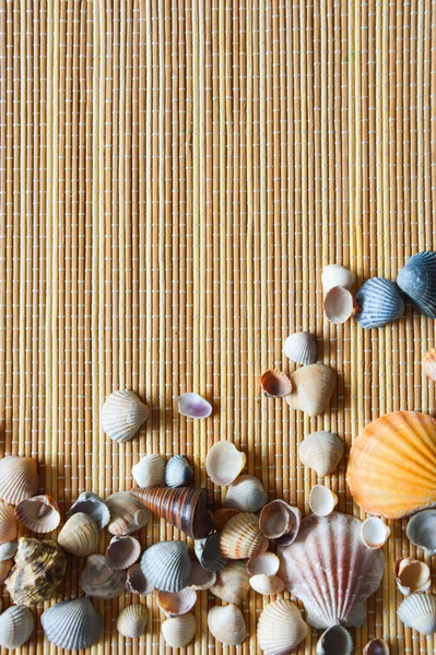 Açık arkaplanda güzel bir deniz kabuğu.