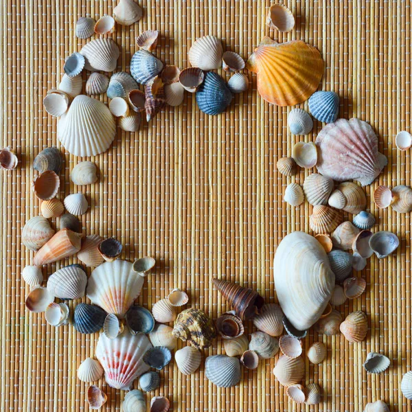 Krásné Mořské Mušle Světlém Pozadí — Stock fotografie
