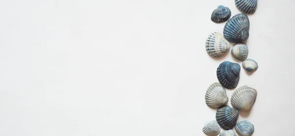 Açık arkaplanda güzel bir deniz kabuğu.