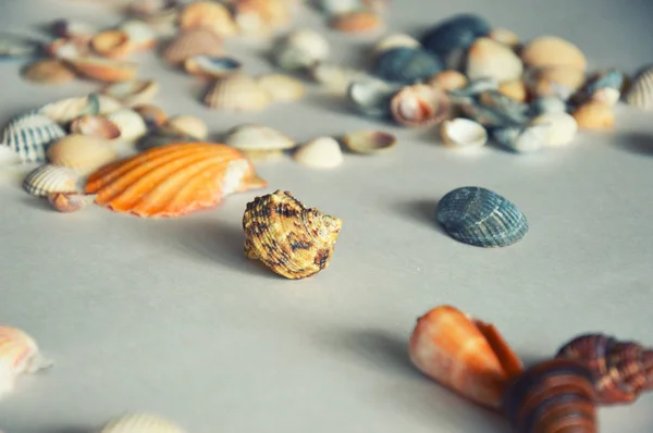 Açık Arkaplanda Güzel Bir Deniz Kabuğu — Stok fotoğraf