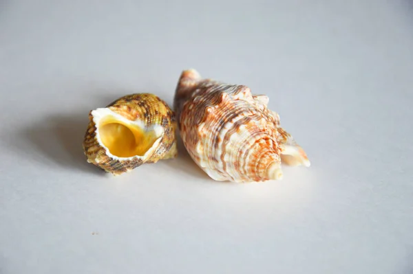 Açık arkaplanda güzel bir deniz kabuğu.