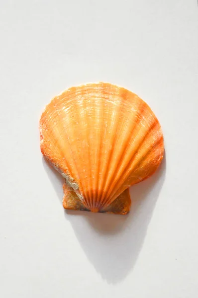 Belle Coquille Mer Sur Fond Clair — Photo