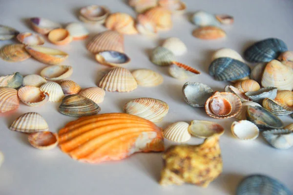 Açık arkaplanda güzel bir deniz kabuğu.