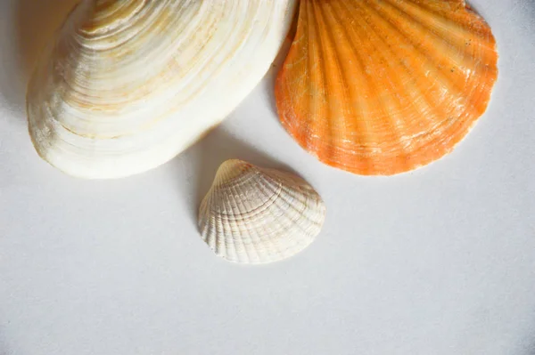 Beautiful Sea Shell Light Background — Stock Photo, Image