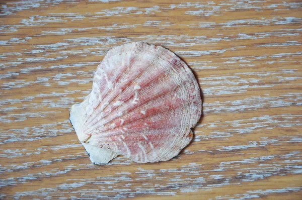 浅色背景的漂亮海贝壳 — 图库照片